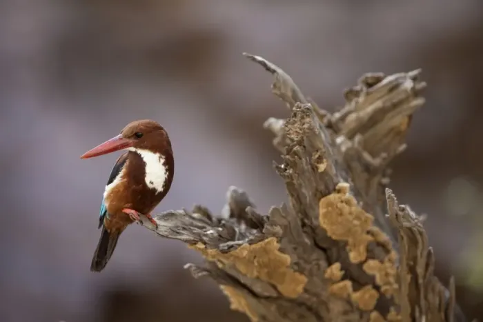 Framed Print : White-throated Kingfisher (Halcyon smyrnensis) adult, perched on stump, Ranthambore N. P. Rajasthan, India Framed Print : White-throated Kingfisher (Halcyon smyrnensis) adult, perched on stump, Ranthambore N. P. Rajasthan, India