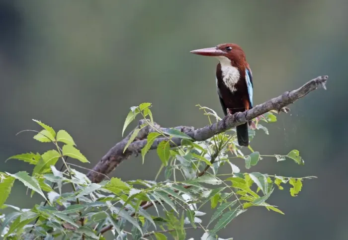 Framed Print : White-throated Kingfisher (Halcyon smyrnensis) adult, perched on branch, Sri Lanka Framed Print : White-throated Kingfisher (Halcyon smyrnensis) adult, perched on branch, Sri Lanka