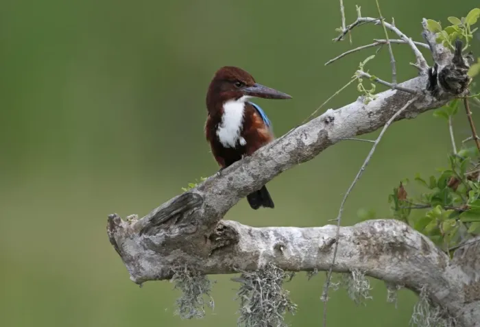 Framed Print : White-throated Kingfisher (Halcyon smyrnensis fusca) adult, perched on branch, Bundala N. P. Sri Lanka, February Framed Print : White-throated Kingfisher (Halcyon smyrnensis fusca) adult, perched on branch, Bundala N. P. Sri Lanka, February