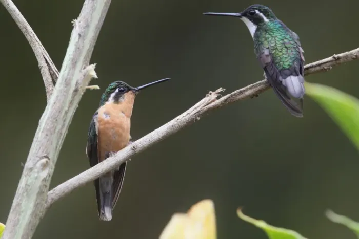 Framed Print : White-throated Mountain-gem (Lampornis castaneoventris) adult pair, female (left) and male (right), perched on twig, Costa Rica, february
