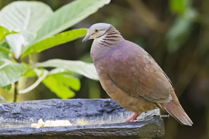 Framed Print : White-throated Quail-dove (Geotrygon frenata) adult, standing at feeding station, Ecuador, October