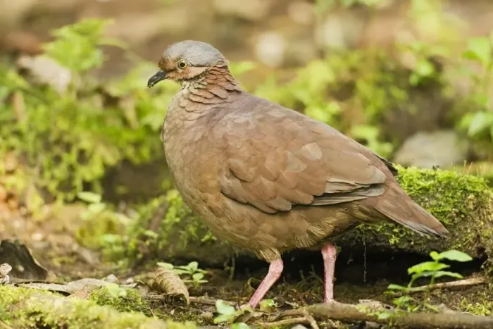 Framed Print : White-throated Quail-dove (Geotrygon frenata) adult, standing on ground in montane rainforest, Andes, Ecuador, November
