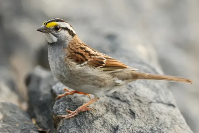 Framed Print : White-throated Sparrow (Zonotrichia albicollis) adult, standing on rock, Central Park, New York City, New York State, U. S. A. april Framed Print : White-throated Sparrow (Zonotrichia albicollis) adult, standing on rock, Central Park, New York City, New York State, U. S. A. april