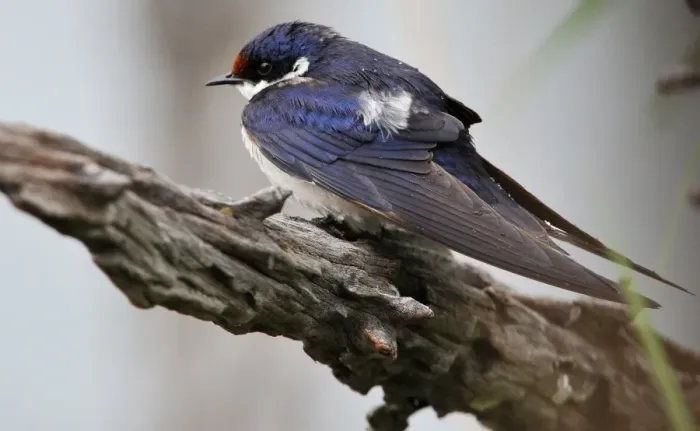 Framed Print : White-throated Swallow (Hirundo albigularis) adult, perched on branch in lowveld, Pilanesberg N. P. North West Province, South Africa