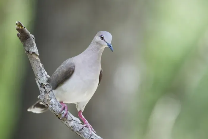Framed Print : White-tipped Dove (Leptotila verreauxi) adult, perched on branch, Laguna Atascosa National Wildlife Refuge