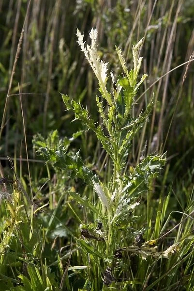 White tips to the leaves of a creeping thistle, Cirsium arvense, caused by Phoma macrostoma a disease with potental use
