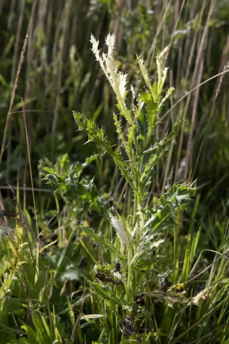 Framed Print : White tips to the leaves of a creeping thistle, Cirsium arvense, caused by Phoma macrostoma a disease with potental use Framed Print : White tips to the leaves of a creeping thistle, Cirsium arvense, caused by Phoma macrostoma a disease with potental use
