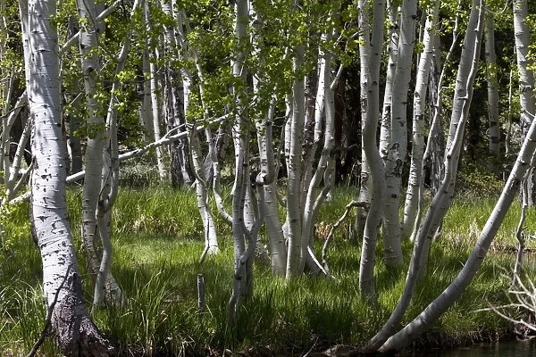 The white tree trunks of Quaking Aspen, spring time in the USA