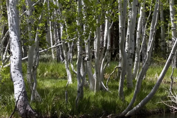 Framed Print : The white tree trunks of Quaking Aspen, spring time in the USA