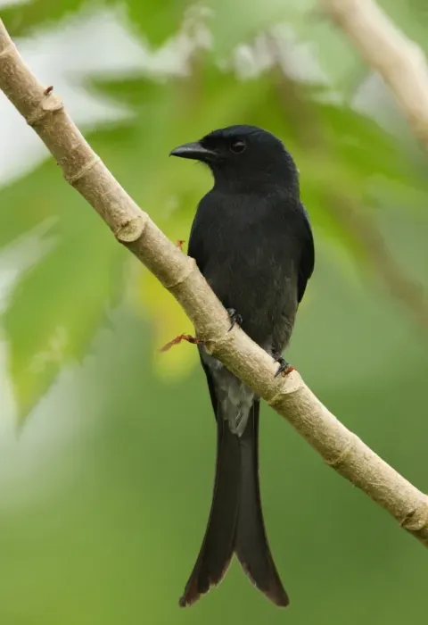 Framed Print : White-vented Drongo (Dicrurus caerulescens leucopygialis) endemic race, adult, perched on branch, Sri Lanka, december Framed Print : White-vented Drongo (Dicrurus caerulescens leucopygialis) endemic race, adult, perched on branch, Sri Lanka, december