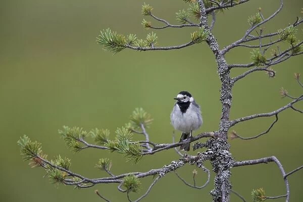 White Wagtail (Motacilla alba) adult, perched on pine branch, Finland, july