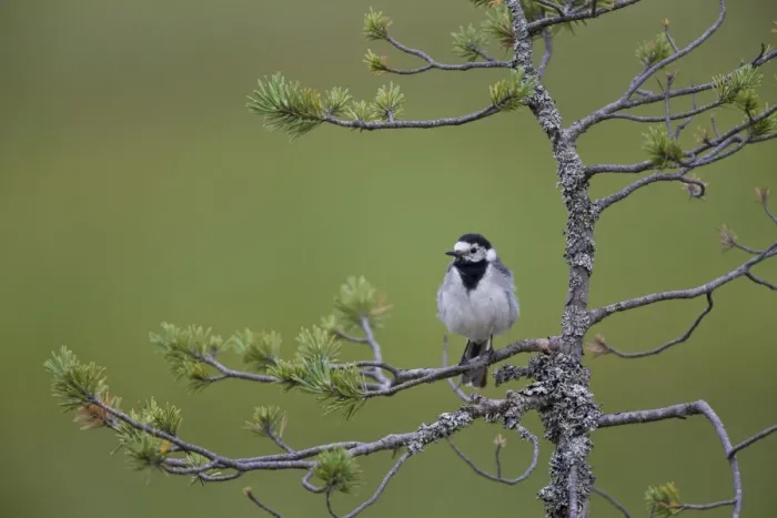 Framed Print : White Wagtail (Motacilla alba) adult, perched on pine branch, Finland, july Framed Print : White Wagtail (Motacilla alba) adult, perched on pine branch, Finland, july