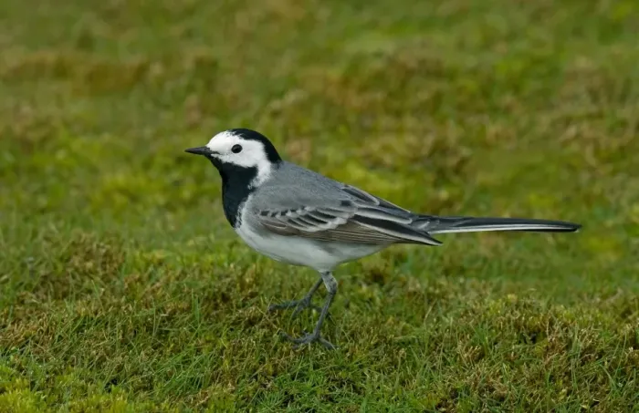 Framed Print : White Wagtail (Motacilla alba) adult male, standing on short turf, England, april Framed Print : White Wagtail (Motacilla alba) adult male, standing on short turf, England, april