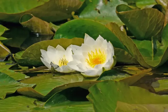 Framed Print : White Waterlily (Nymphea alba) flowering, West Sussex, England, july Framed Print : White Waterlily (Nymphea alba) flowering, West Sussex, England, july