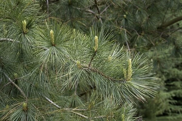 White or Weymouth Pine leaf with young shoots