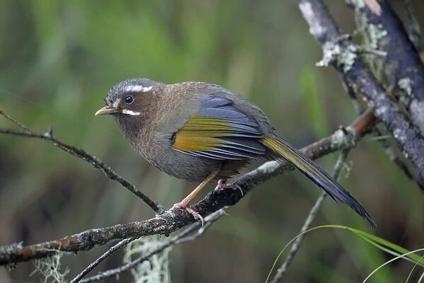 White-whiskered Laughingthrush (Trochalopteron morrisonianum) adult, perched on twig, Anmashan, Central Taiwan, May