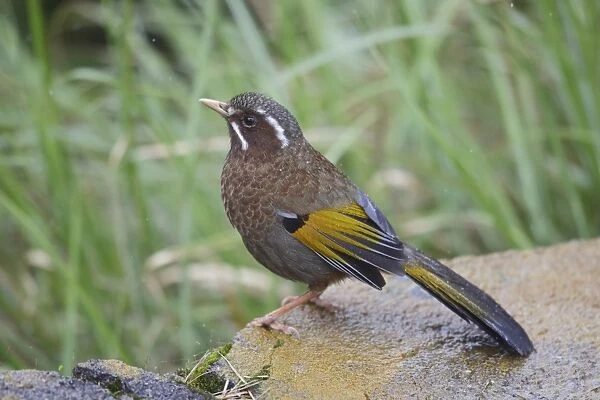 White-whiskered Laughingthrush (Trochalopteron morrisonianum) adult, standing on rock, Anmashan, Central Taiwan, May
