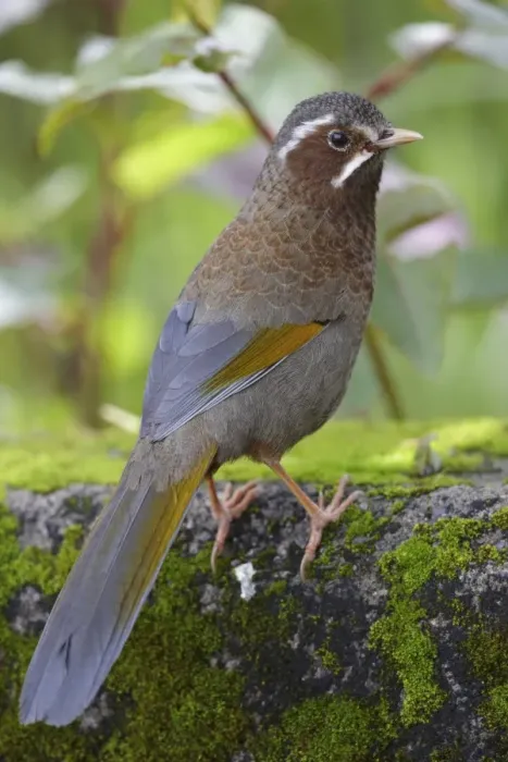 Framed Print : White-whiskered Laughingthrush (Trochalopteron morrisonianum) adult, standing on rock, Anmashan, Central Taiwan, May Framed Print : White-whiskered Laughingthrush (Trochalopteron morrisonianum) adult, standing on rock, Anmashan, Central Taiwan, May