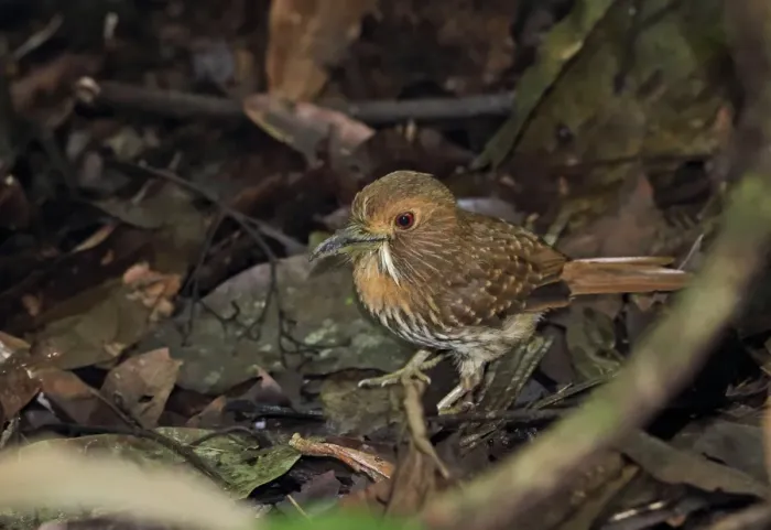 Framed Print : White-whiskered Puffbird (Malacoptila panamensis panamensis) adult, foraging amongst leaf litter on ground Framed Print : White-whiskered Puffbird (Malacoptila panamensis panamensis) adult, foraging amongst leaf litter on ground