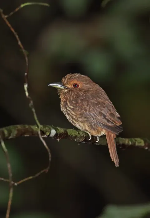 Framed Print : White-whiskered Puffbird (Malacoptila panamensis panamensis) adult, perched on twig, Plantation Trail, Panama, November