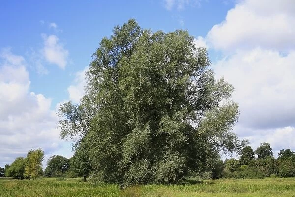 White Willow (Salix alba) habit, growing in unimproved wet grazing meadow habitat, River Dove, Thornham Magna, Suffolk