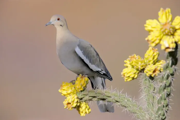 Framed Print : White-winged Dove (Zeniada asiatica) adult, perched on cholla, U. S. A Framed Print : White-winged Dove (Zeniada asiatica) adult, perched on cholla, U. S. A