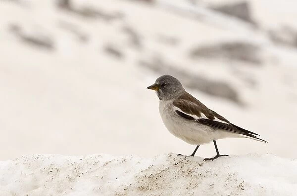 White-winged Snowfinch (Montifringilla nivalis) adult, moulting breeding plumage, standing on snow, at 2500m