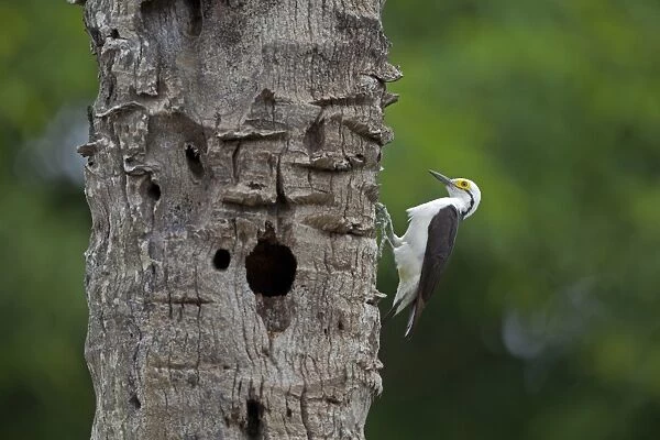 White Woodpecker (Melanerpes candidus) adult, clinging to tree trunk with hole, Pantanal, Mato Grosso, Brazil