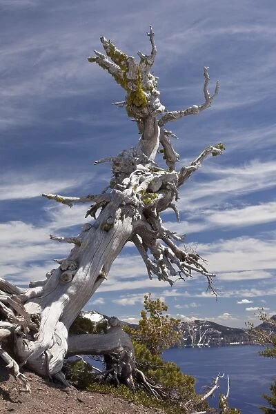 Whitebark Pine (Pinus albicaulis) ancient habit, growing on crater rim at 7000ft