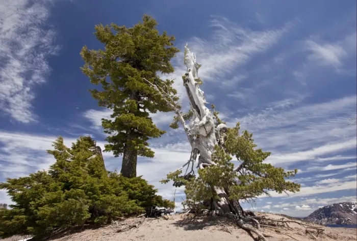 Framed Print : Whitebark Pine (Pinus albicaulis) and Mountain Hemlock (Tsuga mertensiana) ancient habit, growing at 7000ft Framed Print : Whitebark Pine (Pinus albicaulis) and Mountain Hemlock (Tsuga mertensiana) ancient habit, growing at 7000ft