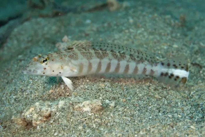 Framed Print : Whitestripe Sandperch (Parapercis xanthozona) adult, resting on sand, Manado, Sulawesi, Greater Sunda Islands Framed Print : Whitestripe Sandperch (Parapercis xanthozona) adult, resting on sand, Manado, Sulawesi, Greater Sunda Islands