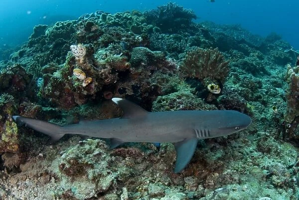 Whitetip Reef Shark (Triaenodon obesus) adult, swimming over reef, Lembeh Straits, Sulawesi, Sunda Islands, Indonesia