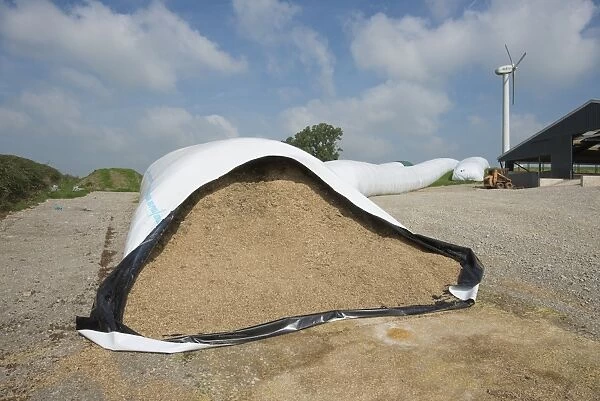 Whole-crop wheat in ag-bags on farm, with wind turbine in background, Yorkshire, England, September