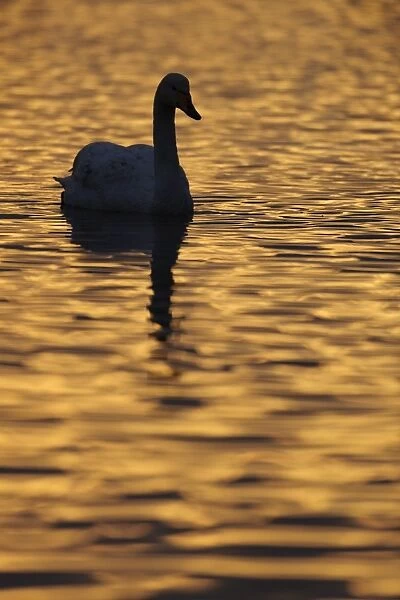 Whooper Swan (Cygnus cygnus) adult, silhouetted on water at dusk, Martin Mere W. W. T. Lancashire, England, February
