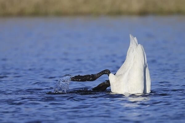 Whooper Swan (Cygnus cygnus) adult, up-ending and feeding from bottom, Varanger Peninsula, Finnmark, Norway, May