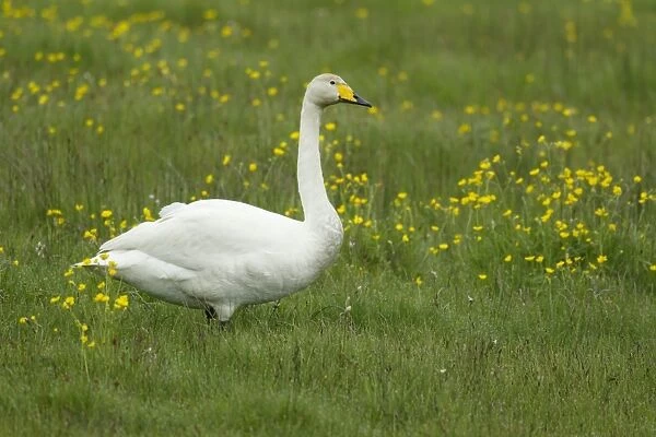 Whooper Swan (Cygnus cygnus) adult, standing in meadow with flowering buttercups, Iceland, June