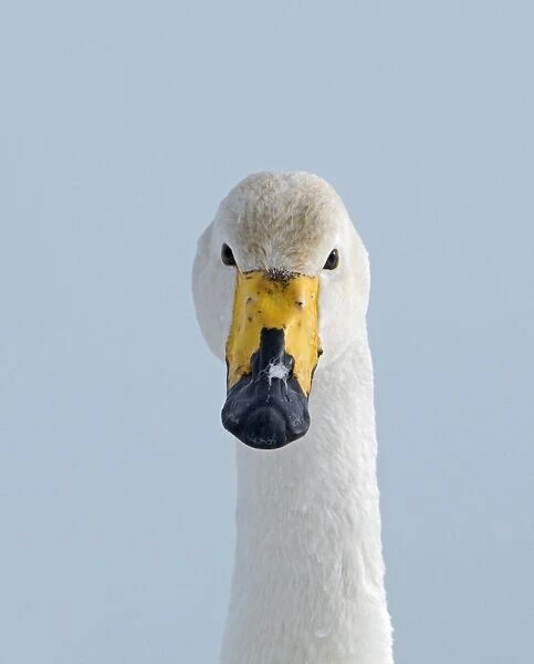 Whooper Swan (Cygnus cygnus) adult, close-up of head, Hokkaido, Japan, winter