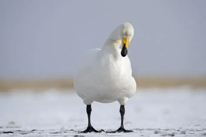 Framed Print : Whooper Swan (Cygnus cygnus) adult, standing on ice, Hokkaido, Japan, winter