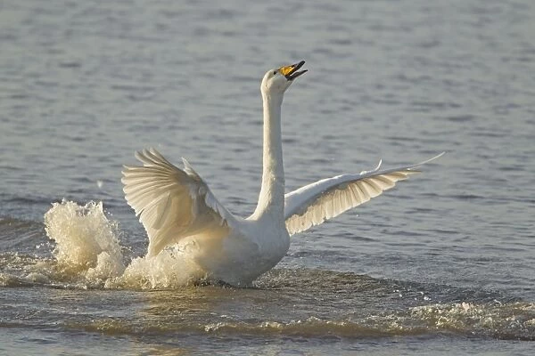 Whooper Swan (Cygnus cygnus) adult, displaying on water to chase off rival, Ouse Washes, Norfolk, England, february