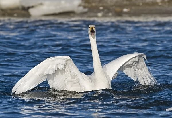 Whooper Swan (Cygnus cygnus) adult, in aggressive display on water, Hokkaido, Japan, winter