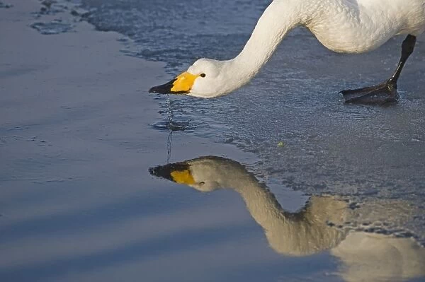 Whooper Swan (Cygnus cygnus) adult, drinking at edge of ice, Hokkaido, Japan, winter