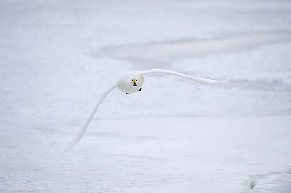 Whooper Swan (Cygnus cygnus) adult, in flight over frozen lake, Hokkaido, Japan, winter