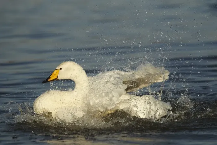 Framed Print : Whooper Swan (Cygnus cygnus) adult, bathing and splashing water, Caerlaverock W. W. T Framed Print : Whooper Swan (Cygnus cygnus) adult, bathing and splashing water, Caerlaverock W. W. T