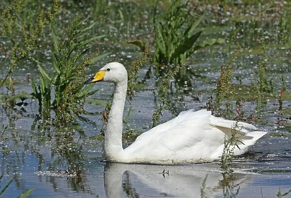 Whooper Swan (Cygnus cygnus) adult, over-summering due to damaged wing, swimming in shallow flood, Suffolk, England