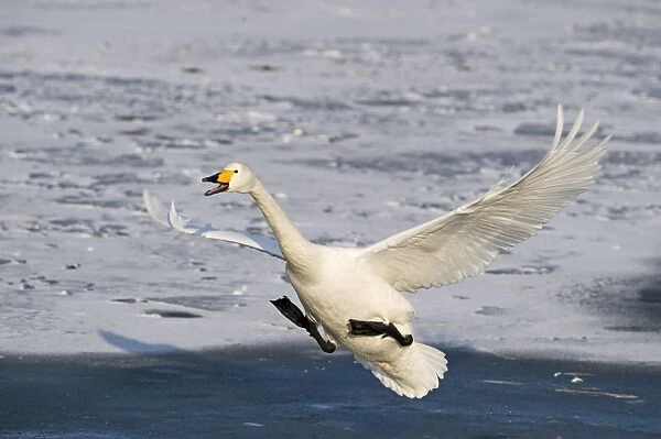 Whooper Swan (Cygnus cygnus) adult, in flight, landing on ice, Hokkaido, Japan, winter