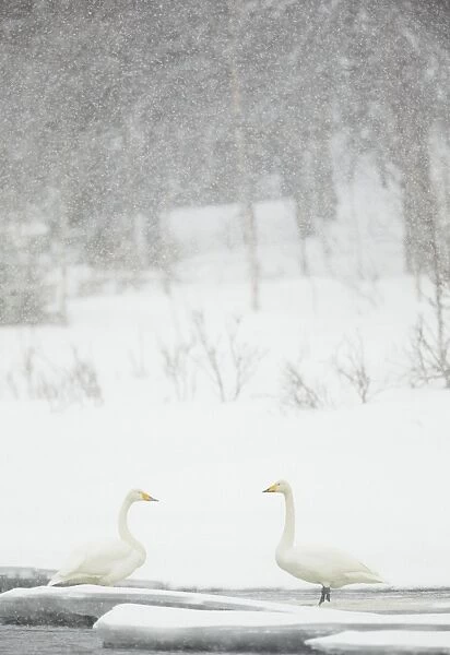Whooper Swan (Cygnus cygnus) adult pair, standing in icebound river during heavy snowfall, Northern Finland, March