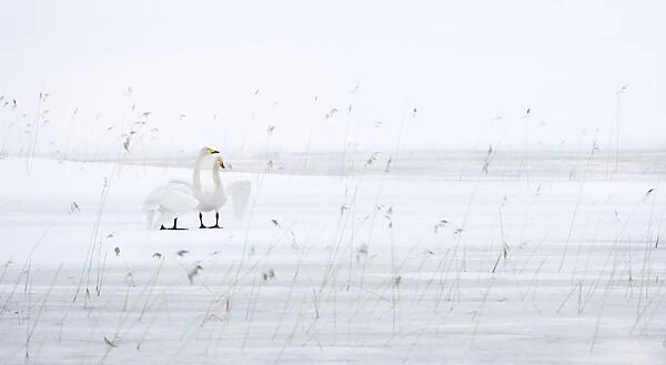 Whooper Swan (Cygnus cygnus) adult pair, displaying on frozen lake with snow, Sweden, winter