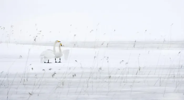 Framed Print : Whooper Swan (Cygnus cygnus) adult pair, displaying on frozen lake with snow, Sweden, winter Framed Print : Whooper Swan (Cygnus cygnus) adult pair, displaying on frozen lake with snow, Sweden, winter