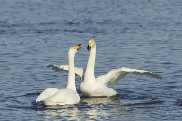 Framed Print : Whooper Swan (Cygnus cygnus) adult pair, displaying on water, Ouse Washes, Norfolk, England, february Framed Print : Whooper Swan (Cygnus cygnus) adult pair, displaying on water, Ouse Washes, Norfolk, England, february