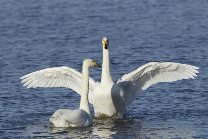 Framed Print : Whooper Swan (Cygnus cygnus) adult pair, displaying on water, Ouse Washes, Norfolk, England, february Framed Print : Whooper Swan (Cygnus cygnus) adult pair, displaying on water, Ouse Washes, Norfolk, England, february